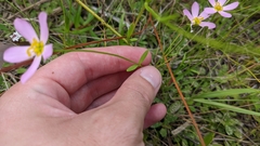 Sabatia campanulata