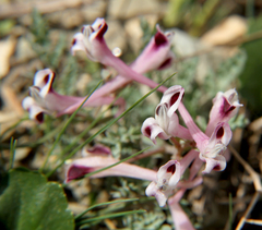 Corydalis