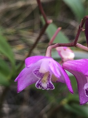 Dendrobium kingianum