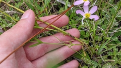 Sabatia campanulata