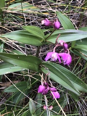 Dendrobium kingianum