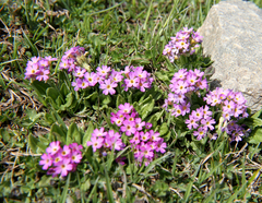 Primula