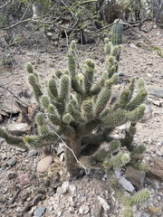 Cylindropuntia bigelovii ciribe