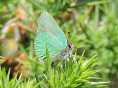 Callophrys rubi