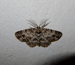 Myrioblephara