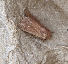 Mythimna albipuncta