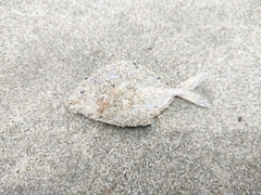 Eubleekeria