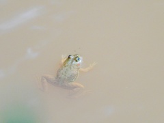 Euphlyctis cyanophlyctis