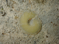Siphonaria australis