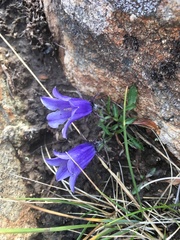 Campanula lasiocarpa