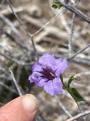 Ruellia californica peninsularis