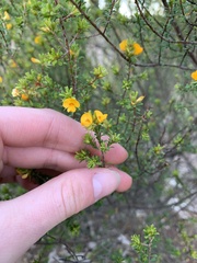 Pultenaea parviflora