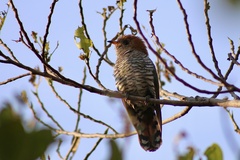 Chrysococcyx maculatus