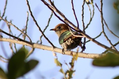 Chrysococcyx maculatus