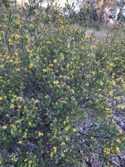 Pultenaea parviflora