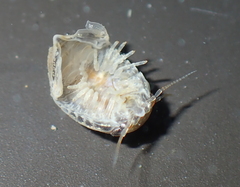 Isocladus armatus