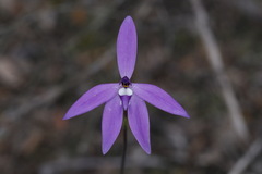 Glossodia major