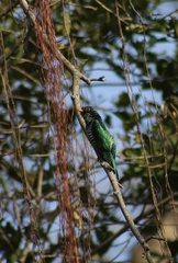 Chrysococcyx maculatus