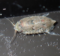 Isocladus armatus