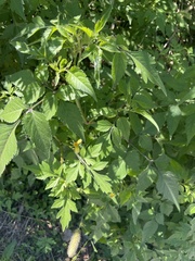 Bidens biternata