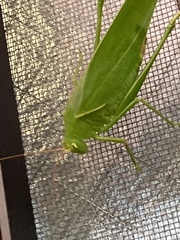 Holochlora japonica
