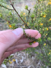 Pultenaea parviflora