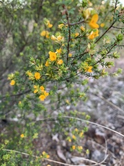 Pultenaea parviflora