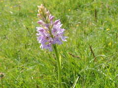 Dactylorhiza maculata