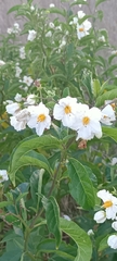 Solanum bonariense