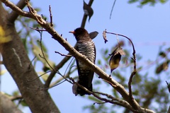 Chrysococcyx xanthorhynchus