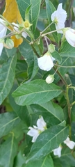 Solanum bonariense