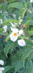 Solanum bonariense