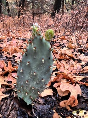 Opuntia macrorhiza