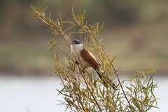 Centropus superciliosus burchellii