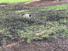 Threskiornis molucca