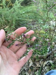 Indigofera australis