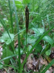 Carex pilosa