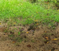 Streptopelia orientalis