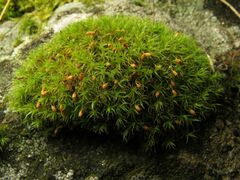 Grimmia lisae