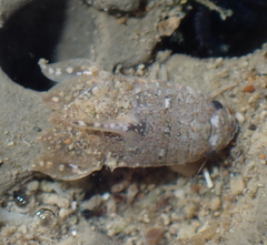 Isocladus armatus