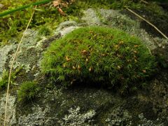 Grimmia lisae