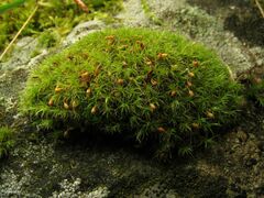 Grimmia lisae