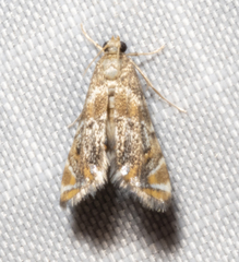 Petrophila fulicalis