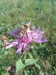 Bombus veteranus