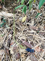 Amorphophallus kiusianus
