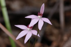 Caladenia hillmanii