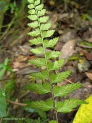 Asplenium cuneatiforme