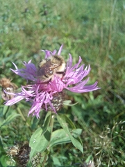 Bombus veteranus