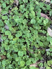 Dichondra repens