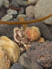 Pagurus bernhardus